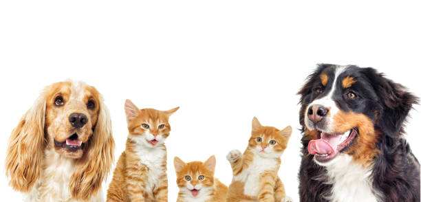 istock Dog and kitten on a white background 858770154