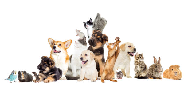 istock Pets are looking to the side 858770158