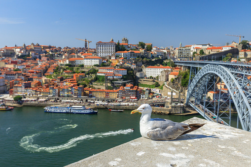 Seagull looking at city of Porto skyline. Freedom and travel concept. Aerial view of iconic Dom Luis I Bridge on Douro River with boats and Ribeira waterfront, Unesco World Heritage Site.
