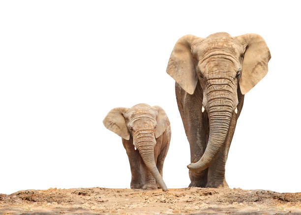 éléphant d’afrique - famille de loxodonta africana. - famille danimaux photos et images de collection