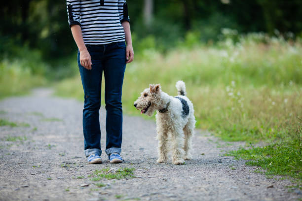 istock Woman walking with a pet 858777254
