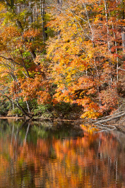 istock Autumn at the lake 858777340