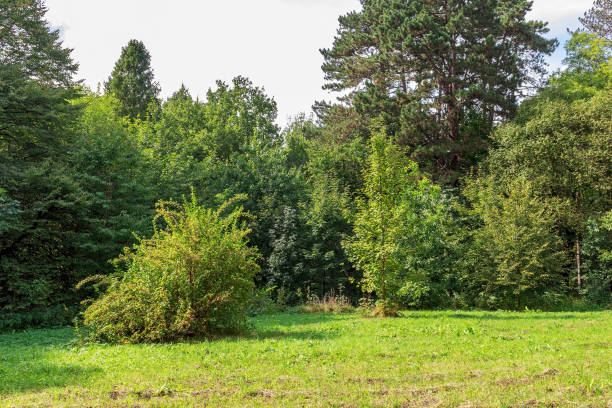 istock green trees and grass Large glade in autumn day 858783918