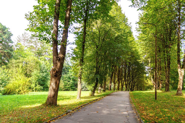 istock Path in the forest or park. Tree alley 858784094
