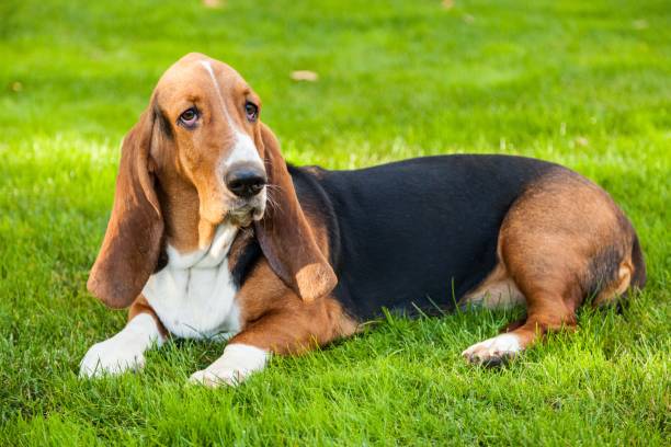 Dog. Basset Hound Laying on the Grass hound stock pictures, royalty-free photos & images