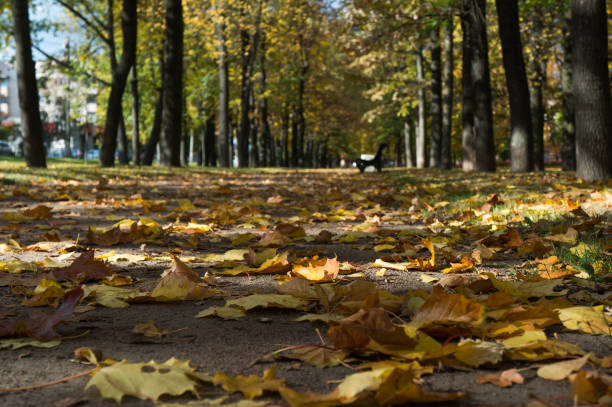 istock Autumn leaves on the road 858787118