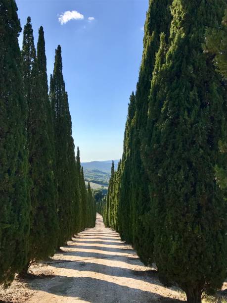 istock Typical country road in Tuscany lined with cypress trees 858787888