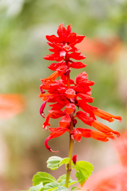 istock beautiful red flower in nature 858790086