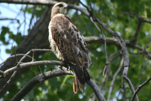 istock Red-Tailed Hawk Sitting In A Woodland 858790092