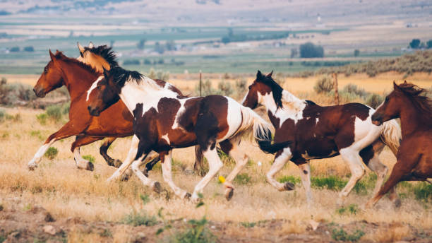 istock Cowboy Lifestyle in Utah 858790806