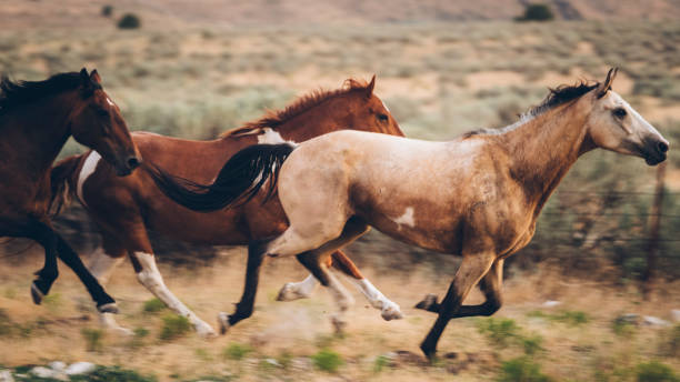 istock Cowboy Lifestyle in Utah 858790868
