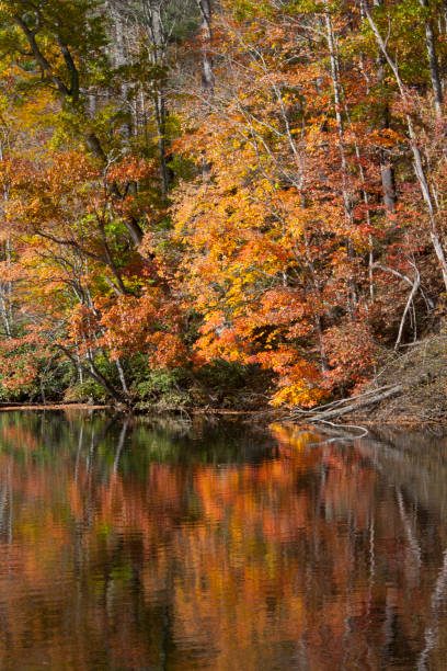 istock Autumn at the lake 858791046