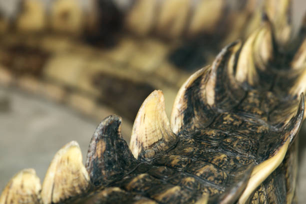 A fake saltwater crocodile head floats in farm dam in New South Wales , Australia. Just head of the crocodile showing