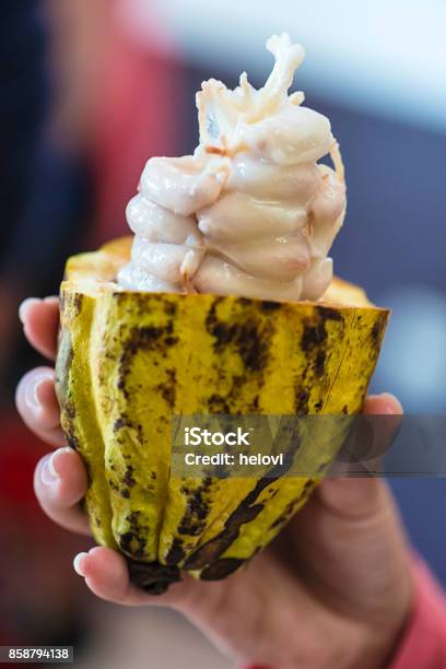 Cocoa Fruit In Hand Stock Photo - Download Image Now - Chocolate, Husk, Cacao Tree