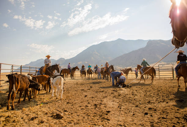 Cowboys Branding Cattle Cowboys and cowgirls brand cattle in a corral in Utah, USA livestock branding stock pictures, royalty-free photos & images