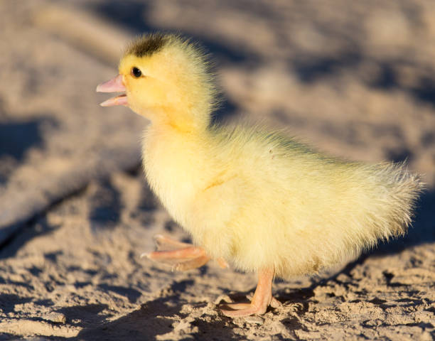 istock little duckling in nature 858801146
