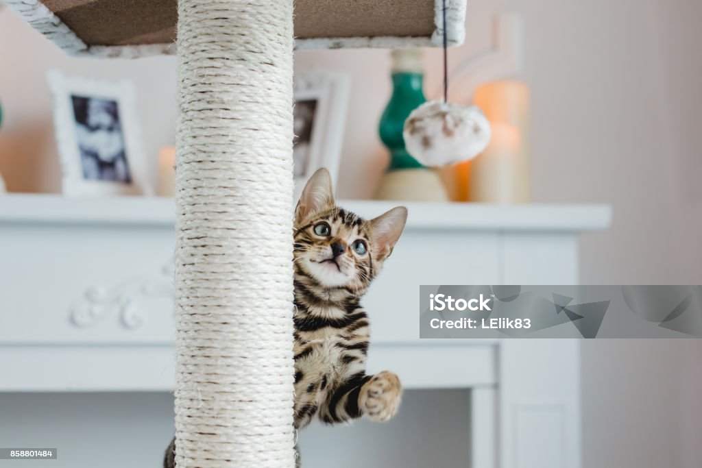 Bengal Katzen Babys leopard - Lizenzfrei Spielerisch Stock-Foto