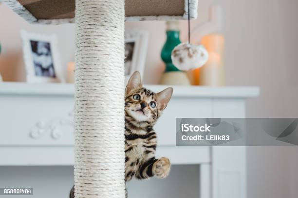 Bengal Katzen Babys Leopard Stockfoto und mehr Bilder von Spielerisch - Spielerisch, Hauskatze, Bengalkatze