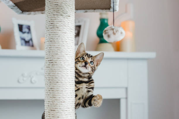 leopardo de bengala gatos bebes - bengal cat fotografías e imágenes de stock