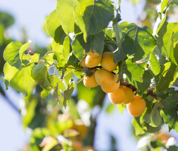 istock apricots on the tree in nature 858804486