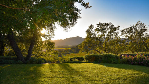 coucher de soleil, pelouse et une vue - napa valley california valley vineyard photos et images de collection