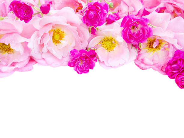 istock Pink curly roses and small vibrant pink roses isolated on white 858814176