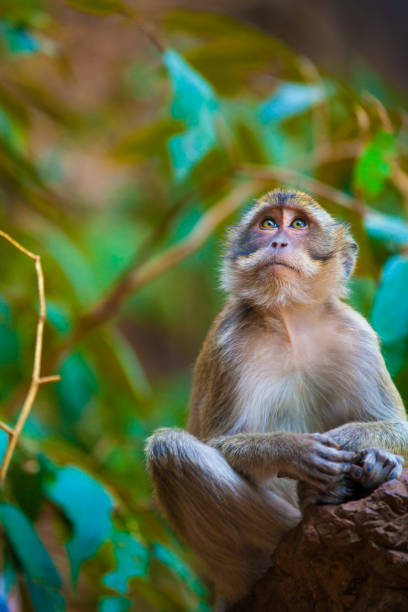 istock Monkey in the natural habitat, Thailand. 858814584