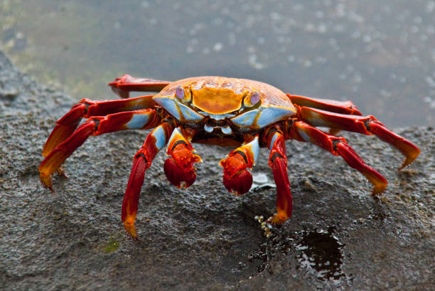 istock Sally Lightfoot Crab at Edge of Tidepool 858817170