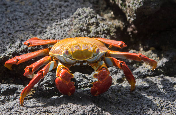 istock Sally Lightfoot Crab on rock 858817174