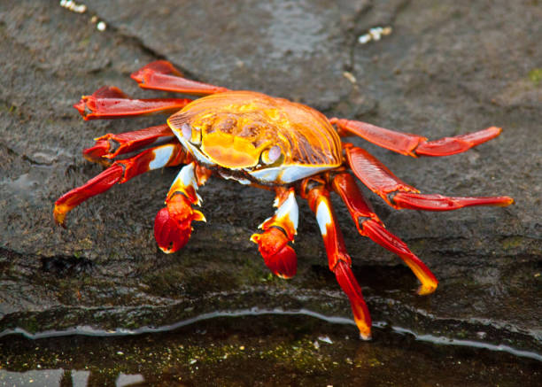 istock Sally Lightfoot Crab on rock 858817190
