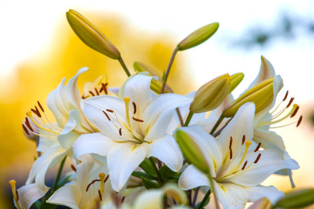 istock White yellow lilies at sunset in the garden 858819418