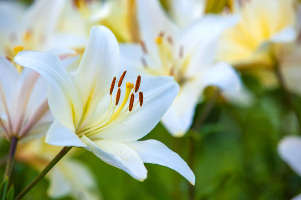 White yellow lilies at sunset in the garden Yellow Asiatic Lilies in a flower garden lily photos stock pictures, royalty-free photos & images