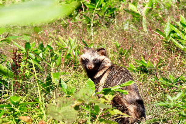 енотовая собака эзо живет только на хоккайдо - raccoon dog стоковые фото и изображения