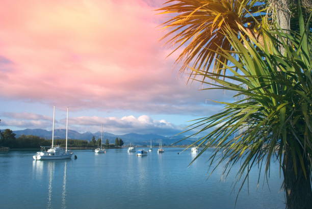 The Iconic Native New Zealand/ Aotearoa Cabbage Tree (Ti Kouka), otherwise known as Cordyline Australis, in New Zealand Landscape. Taken at Mapua's Waterfront estuary, Tasman District in New Zealand's South Island.