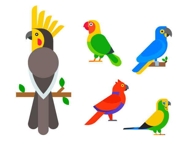 Parrots birds breed species animal nature tropical parakeets education colorful pet vector illustration Parrots birds breed species and animal nature tropical parakeets education colorful pet vector illustration. Macaw wild beak wing exotic color avian perch feather avifauna. parrots beak heliconia stock illustrations