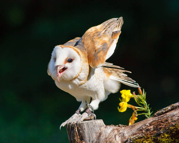 Barn Owl Barn Owl with lifted wings and open beak while resting on a tree stump. woodland park zoo stock pictures, royalty-free photos & images