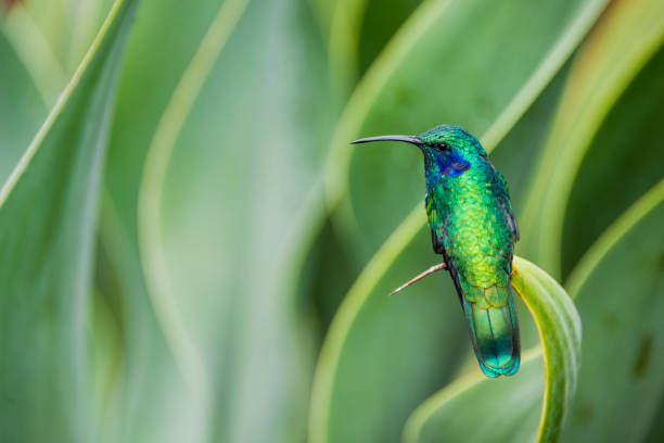 Green violetear hummingbird, Colibri thalassinus