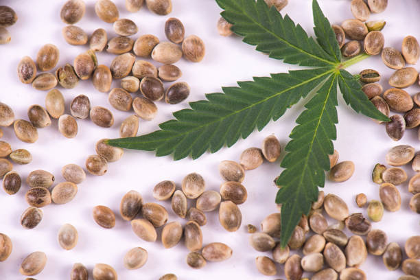 istock Marijuana seeds and leaf over white background - cannabis growing concept 858848688