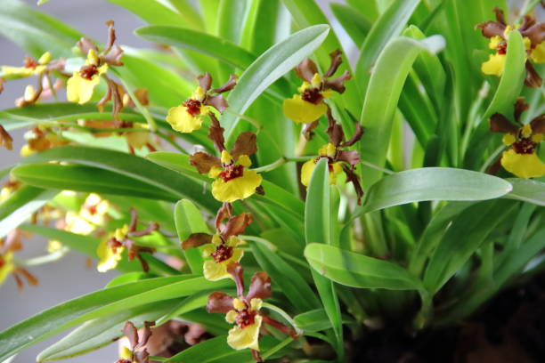istock colorful orchid parasitic plants bloomed in spring 858851686