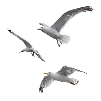 Flying sea gulls isolated on the white background