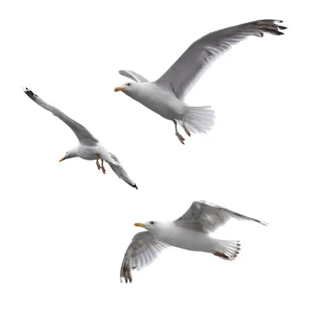 Photo of Flying sea gulls