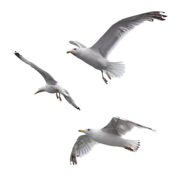 flying sea gulls - fly imagens e fotografias de stock