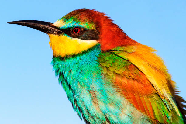 istock fairy-tale bird with a colorful plumage 858855238