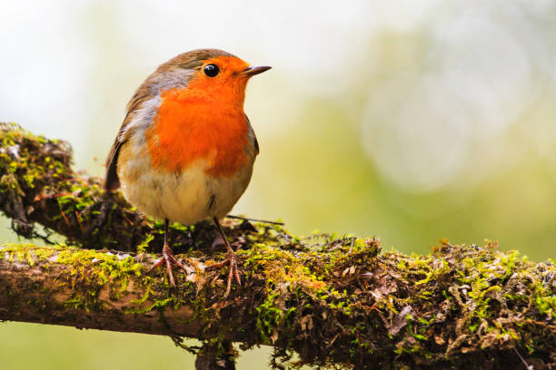 istock robin sits on a branch with green moss 858855282