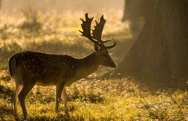istock wild fallow stag at dawn rutting season 858858356