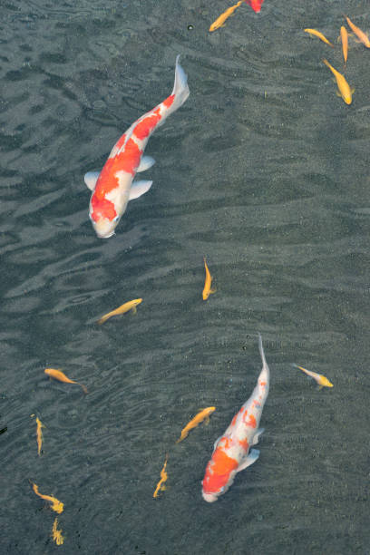 istock Many colorful KOI fishes in the pond 858858430