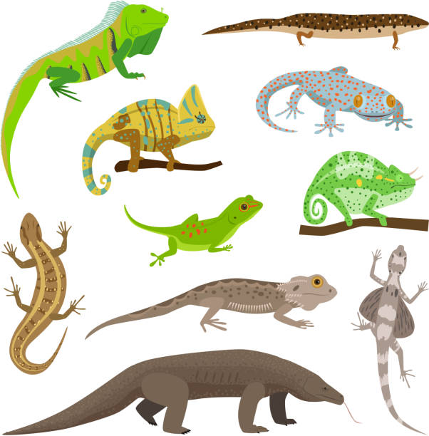 verschiedenen echse reptil tiere isoliert auf weißem vektor-illustration - lizard stock-grafiken, -clipart, -cartoons und -symbole