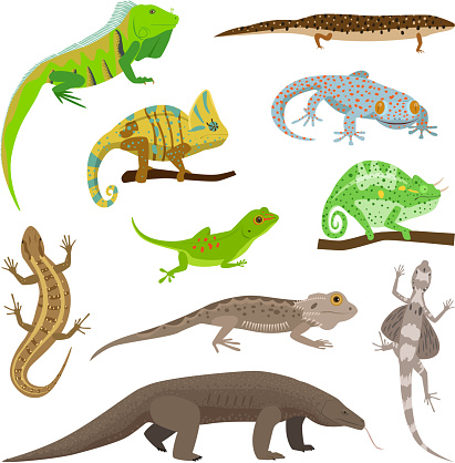 Different lizard reptile animals isolated on white vector illustration.. Reptile hand drawing wild monster character.