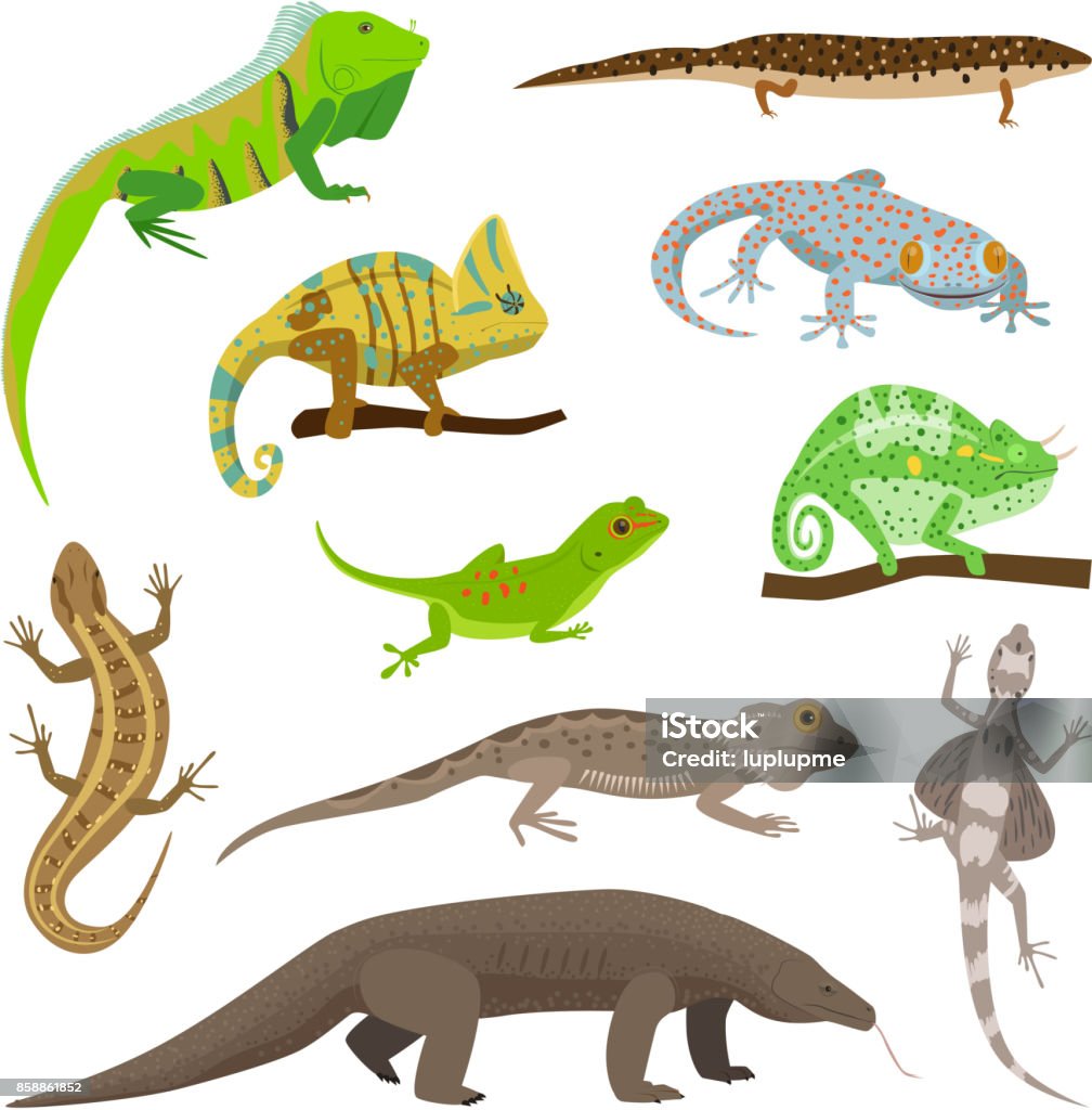 Different Lizard Reptile Animals Isolated On White Vector Illustration  Stock Illustration - Download Image Now - iStock