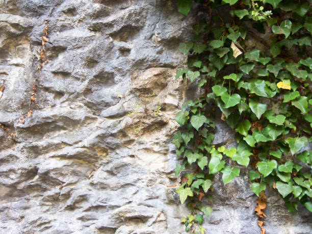 istock green ivy leaves on rocky 858862364